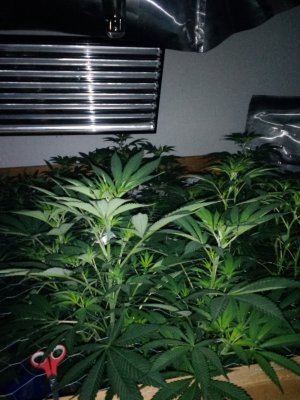 Fem seeds
