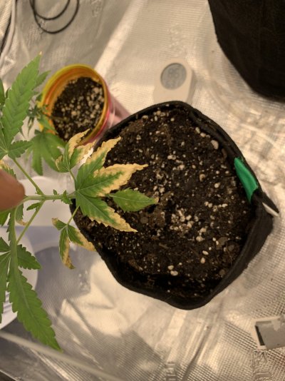 growing-help-im-super-stump-3.jpeg