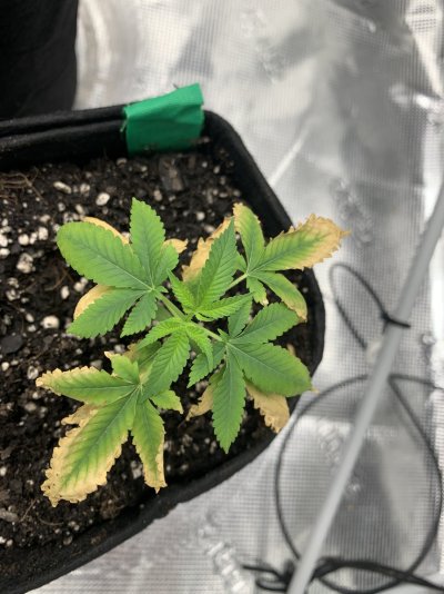growing-help-im-super-stump-4.jpeg
