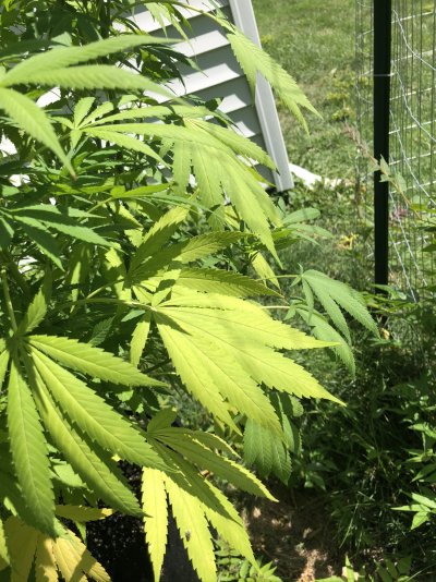 first-outdoor-grow-nitrogen-def-2.jpeg