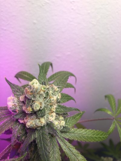 Is she ready to harvest??!?