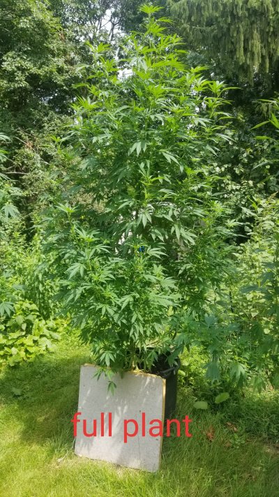 more-leaves-less-buds-defoliat-2.jpg