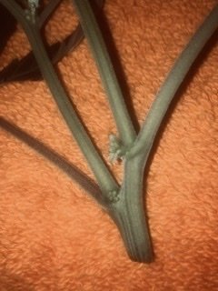 Please Help me indoor grow