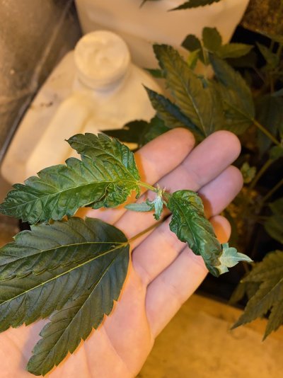 tops-and-fan-leafs-growing-deformed.jpeg
