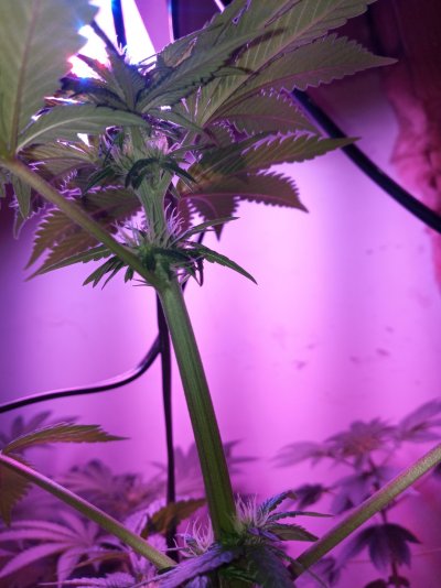 1st-grow-commentscriticism-appreciated-8.jpg