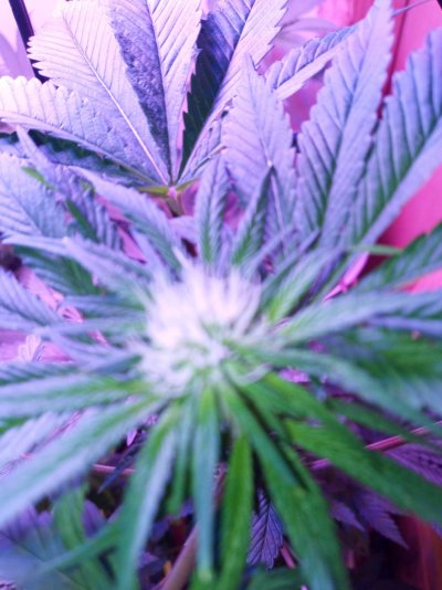 1st-grow-commentscriticism-appreciated-9.jpg