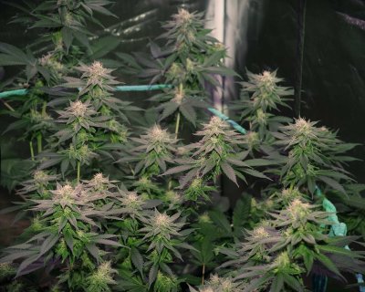 1st time staking my cannabis plants