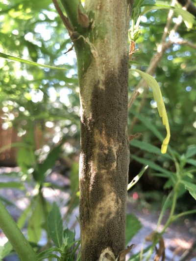 black-stem-mold---charcoal-rot-5.jpeg