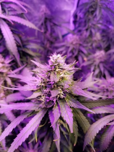 Did I accidentally reveg my plants?