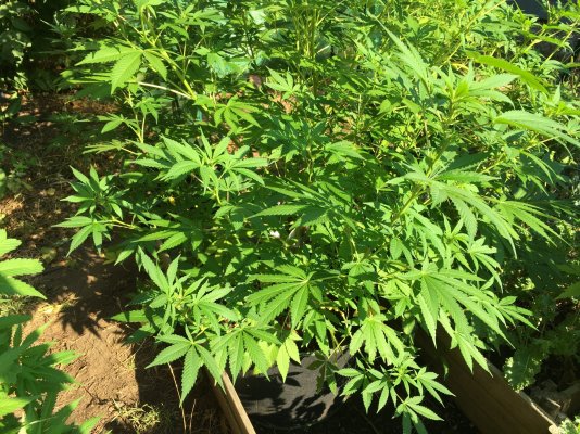 Backyard growing in New England.