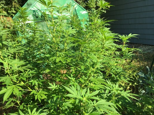 Backyard growing in New England.