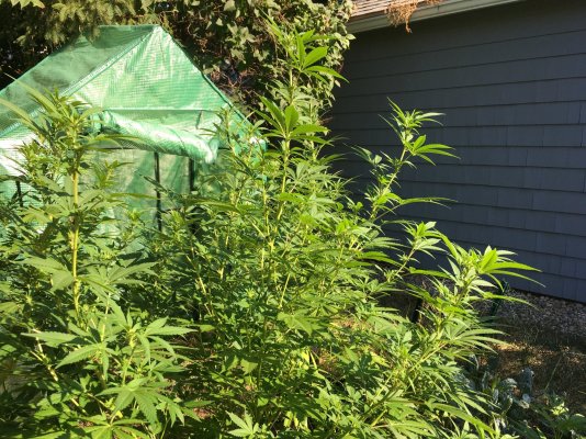 Backyard growing in New England.
