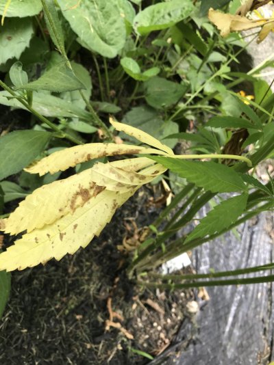 should-leaves-be-this-yellow-during-flower-3.jpeg