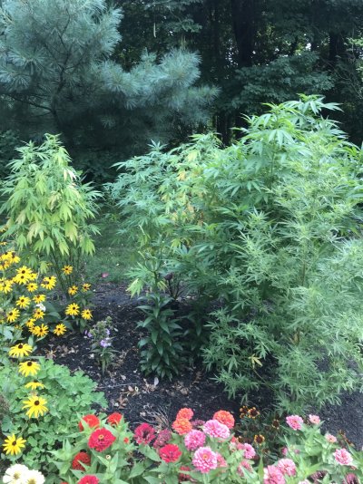should-leaves-be-this-yellow-during-flower-6.jpeg