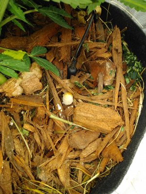 Utilizing fungi's for soil...