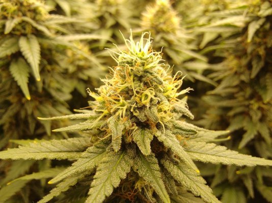 foxtails-on-my-girl-scout-cookies---advice-please.jpg