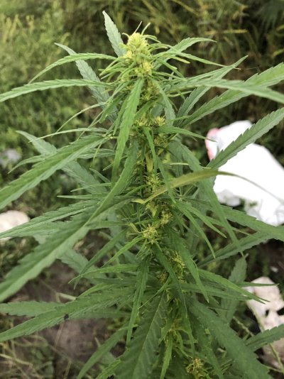 are-these-ready-to-harvest-2.jpeg