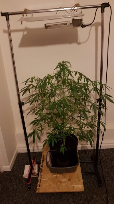 Neary going into week 3 of flowering.peyote critical