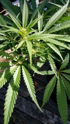Strains With Double Serrated Leaves.