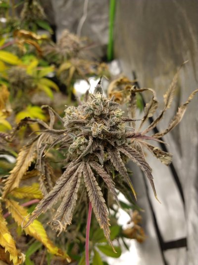 Another 'is it ready' thread. . . (Yep, first time grower)