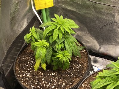 Sickly plant :( could use some advice