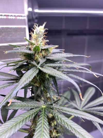 Is this ready to harvest??