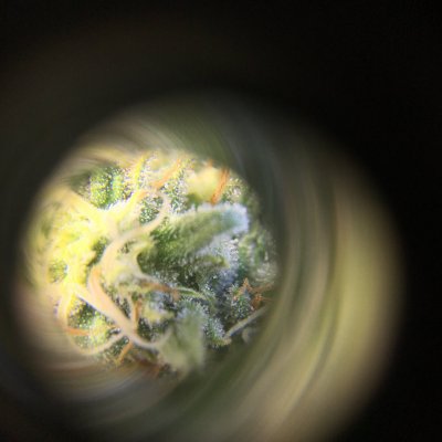 First Grow...Just a few pics to say what’s up