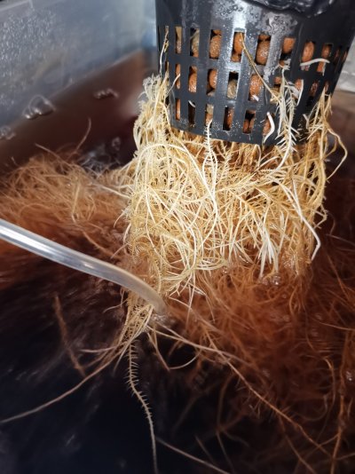 first time DWC, need help