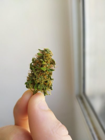 my-dry-cannabies-look-ok.jpg