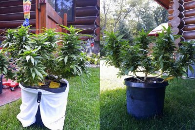 Lets see your 2020 Outdoor Plants!