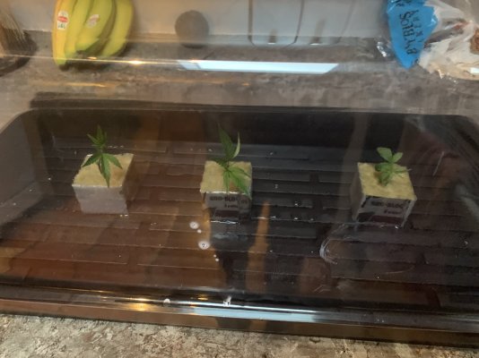 So I’m cloning for the first time.