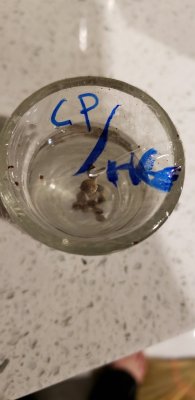 Karma Genetics  Headbanger / Mr D0p3sauce Grow Blog =]