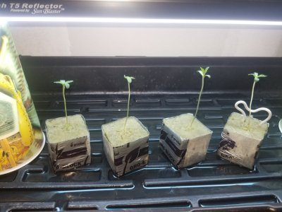 Second Attempt --- First Hydro