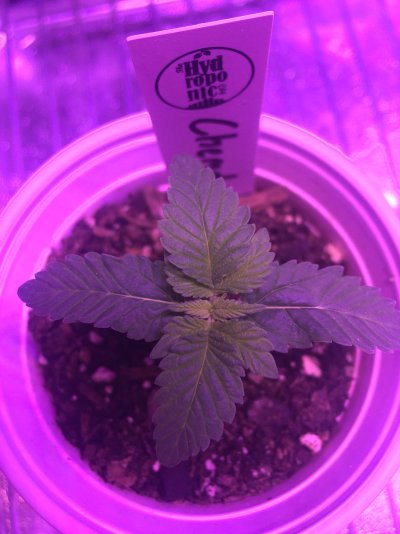 chemdawg-#1-8_26.jpg