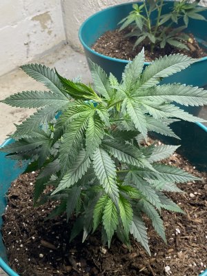 Bottom feeding reservoir type pots.