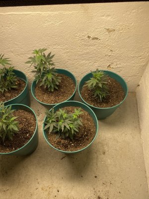 Bottom feeding reservoir type pots.