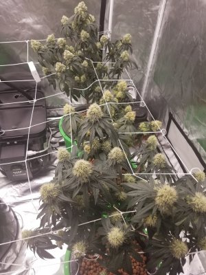 Bigger buds on my plants