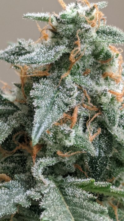 show-off-your-frostiest-nugs-part-2-3.jpg