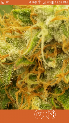 2-more-weeks-until-harvest-or-3-3.png