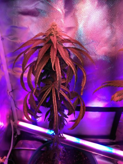 Week 7 of flowering, is this good?