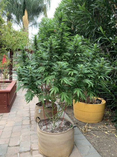 Removing lower flowers on colas