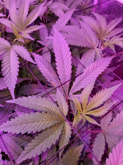Whats are these dark spots on my leaves?