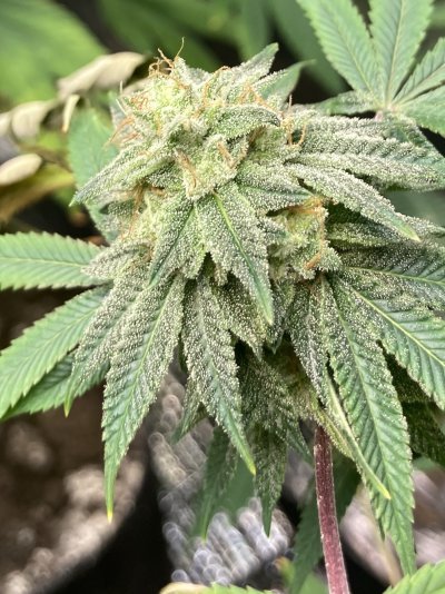 Is it ready for harvest?