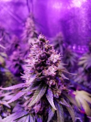Indoor Grow 1- Clones