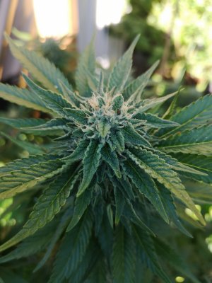IMG_20200902_174135.jpg