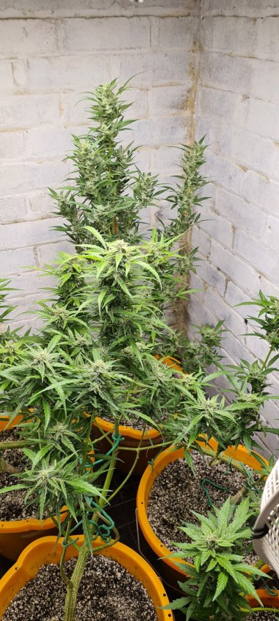 Not long till harvest on my first ever grow