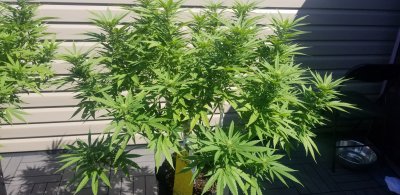 Found this on my outdoor flowering cola , Did my plant hermie?