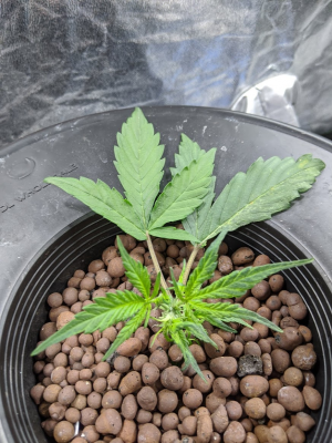 Grow #2 - Indoor hydro tent
