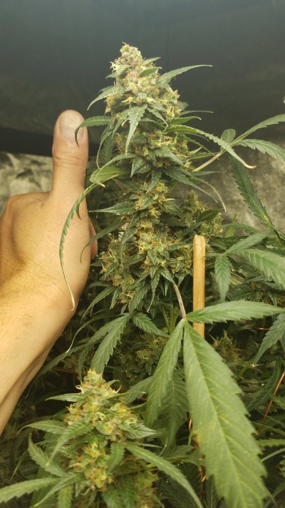 how-long-do-i-have-until-harvest.jpg