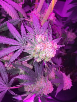 IMG_4773.jpeg